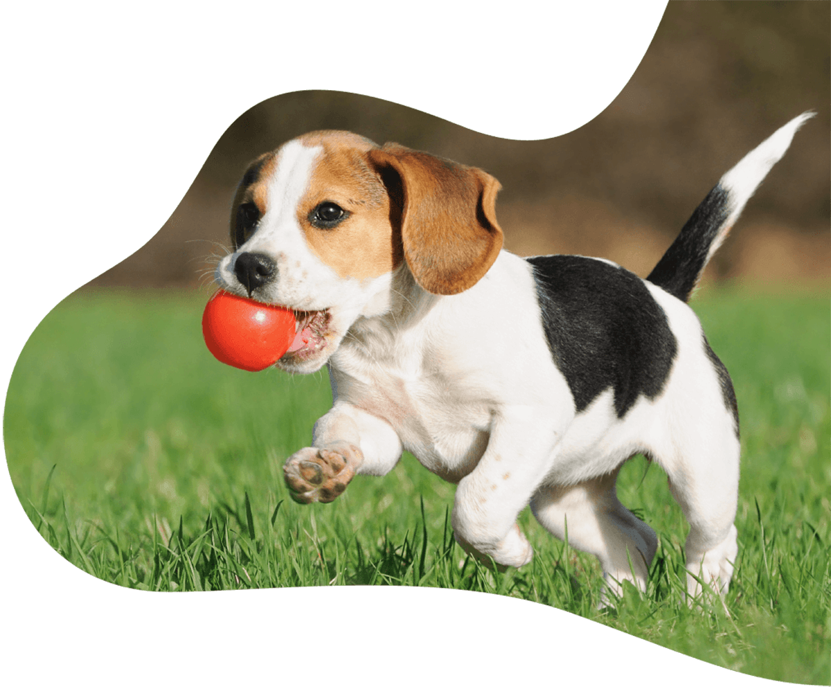 https://petdesign.com.au/wp-content/uploads/2019/07/hero_image_01.png