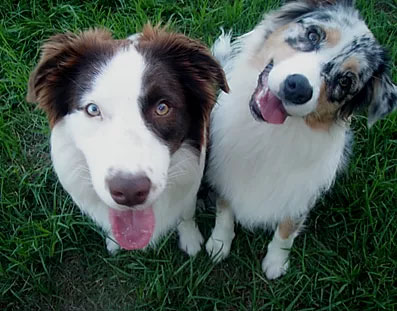 https://petdesign.com.au/wp-content/uploads/2020/02/Bear-Gypsie-Chief-Taste-Testers.jpg